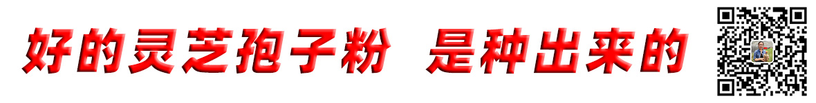 泰山灵芝