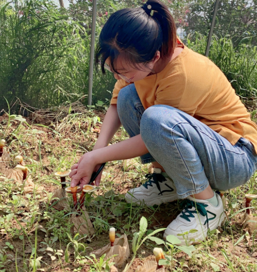 灵芝孢子粉是什么东西？和灵芝与哪些关系？